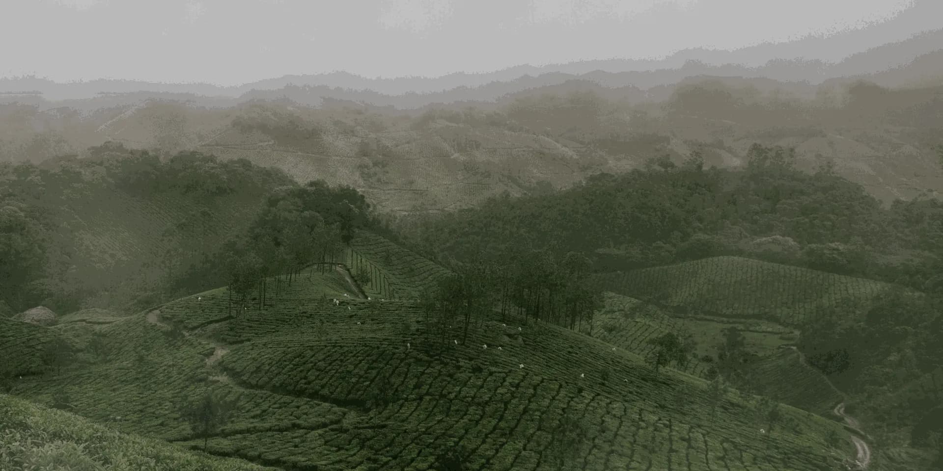 Theeplantage in een heuvelachtig landschap